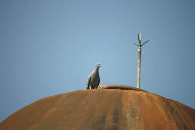 Low angle view of seagull sitting against clear sky