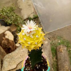 High angle view of yellow flowering plant