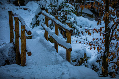 Snow in the blackforest