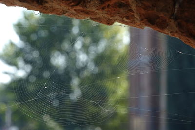 Full frame shot of spider web