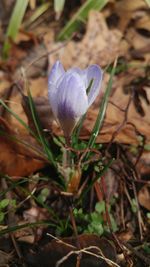 Close-up of purple crocus flowers