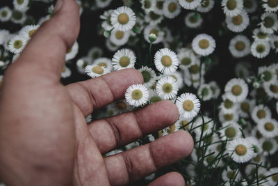 Close-up of hand holding daisy flowers