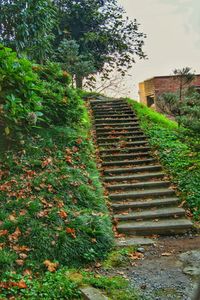 Stairs by tree against sky