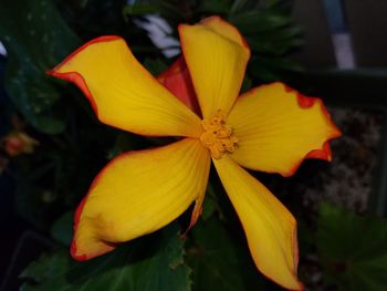 Close-up of flower blooming outdoors