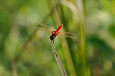 Close-up of dragonfly on plant