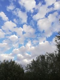 Low angle view of trees against blue sky