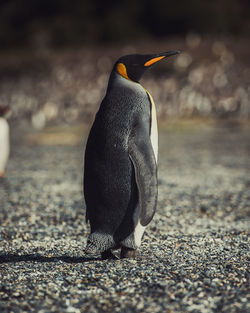 Penguin perching at beach