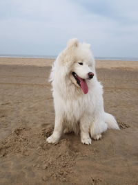 White dog on sandy beach