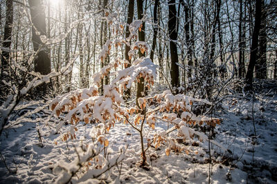 Snow covered trees in forest