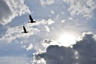 Low angle view of silhouette bird flying in sky