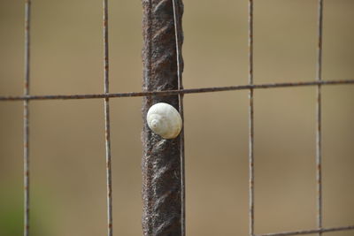 Close-up of ball hanging against wall