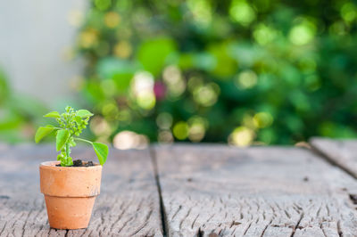 Close-up of potted plant on table