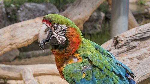 Close-up of parrot perching on tree