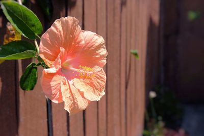 Close-up of flower blooming outdoors