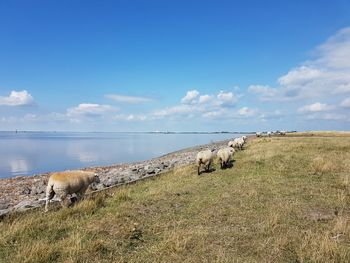 View of an animal on land against sky