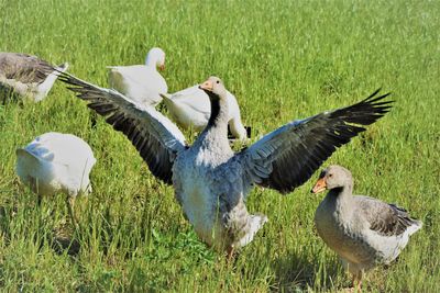 Swans on field