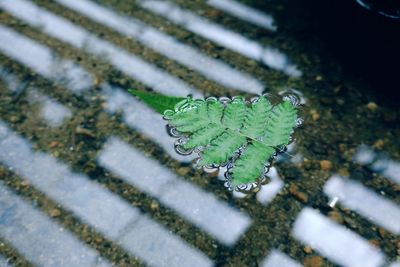 High angle view of small plant on snow