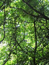 Low angle view of trees