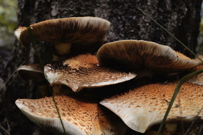 Close-up of mushrooms growing on field