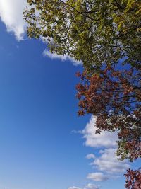 Low angle view of tree against sky