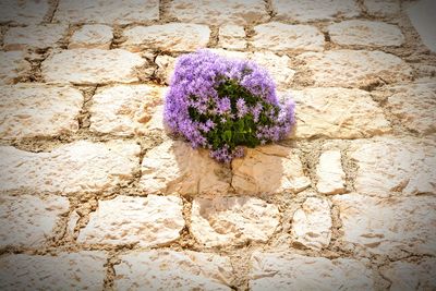 Close-up of purple flowering plant against wall