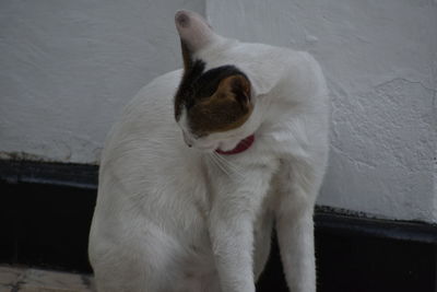 Close-up of white dog