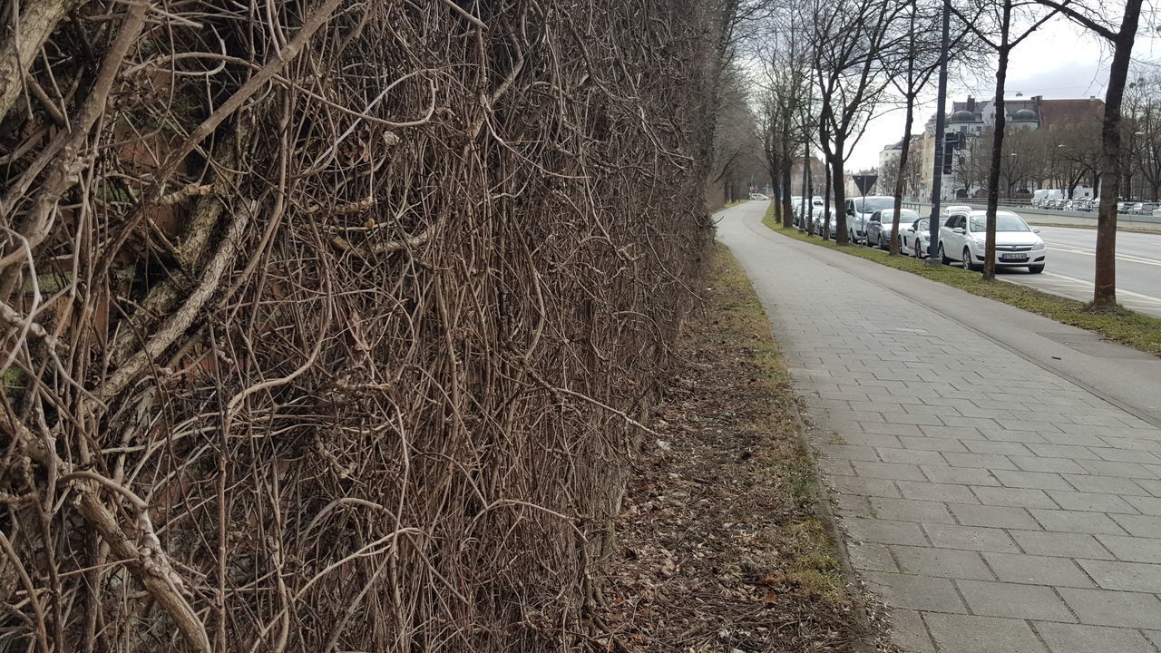 ROAD AMIDST BARE TREES