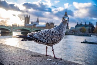 Close-up of seagull perching on retaining wall by river against sky