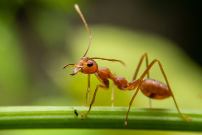 Close-up of insect