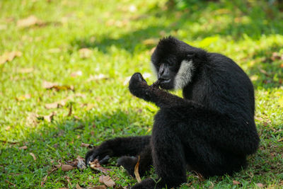 Side view of black sitting on grass