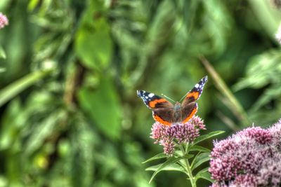 Close-up of butterfly pollinating on flower