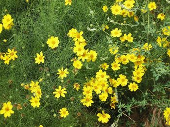 Close-up of daisy flowers blooming in field