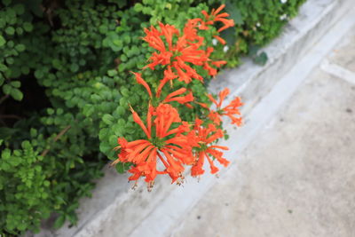 High angle view of orange flowering plant