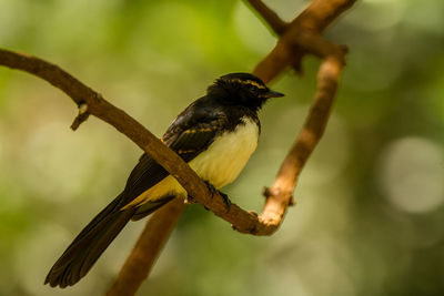 Close-up of bird perching on branch