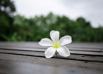 Close-up of white flower on wood