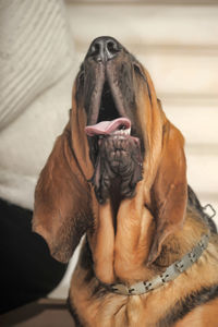 Close-up of dog lying on floor