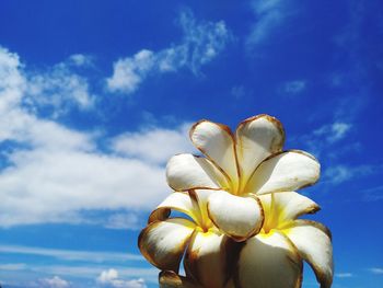 Low angle view of blue flowering plant against sky