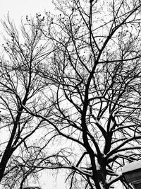 Low angle view of bare trees against sky