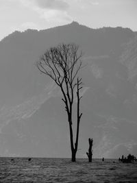 Bare tree by lake against sky at night