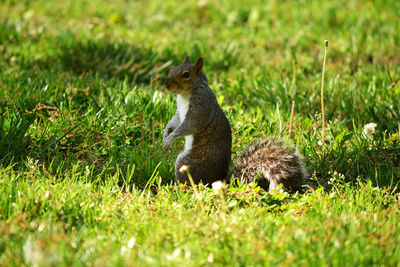 Squirrel on grass
