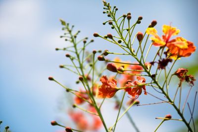 Close-up of pink flowers