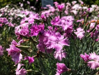 Close-up of pink flowering plants