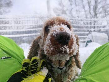 Close-up portrait of a dog in snow