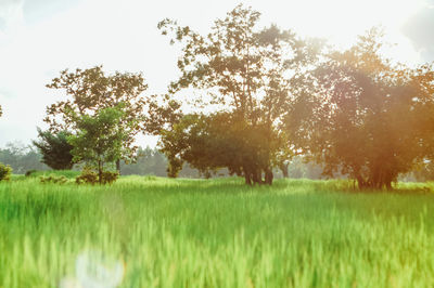 Trees on field against sky