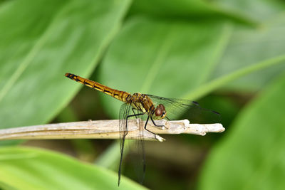 Close-up of insect