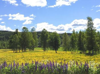 Scenic view of field against sky