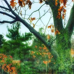 Low angle view of tree against sky