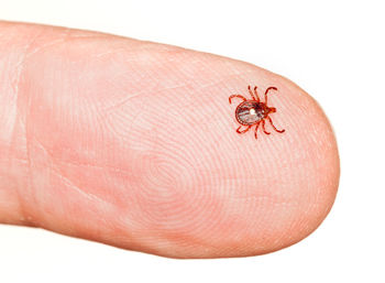 Close-up of insect on hand