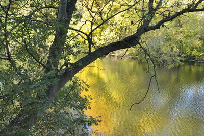 Scenic view of lake in forest