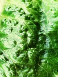 Full frame shot of green plants